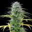 Royal Queen Seeds Seminte de canabis Speedy Chile - Feminizate rapid