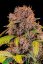 Fast Buds Cannabis Seeds Lemon Cherry Cookies Auto