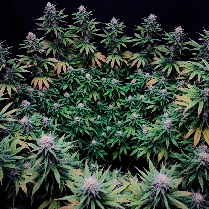 Silent Seeds Seminte exotice de canabis Gorilla Frost feminizate