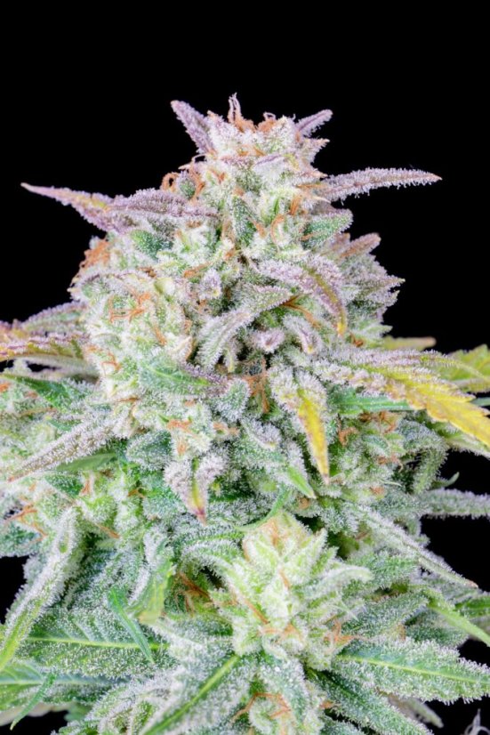 Semințe de canabis Fast Buds Afghan Kush Auto
