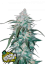 Fast Buds Cannabis Seeds Pineapple Express Auto