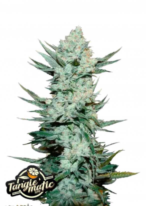 Fast Buds Sjemenke konoplje Tangie Auto