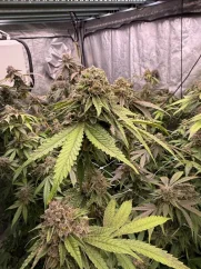 Бързо цъфтящи канабисови семена Fast Buds Biscotti Gelato