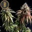 Blimburn Seeds Semi di Cannabis Cafe Racer Femminizzati