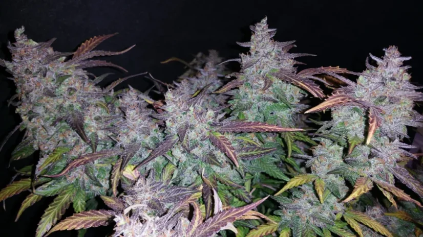 Semințe de Cannabis Fast Buds Fastberry Auto