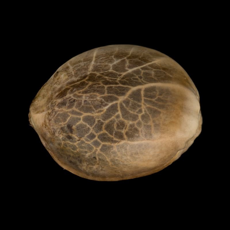 Silent Seeds Seminte de canabis Moby Dick auto feminizate