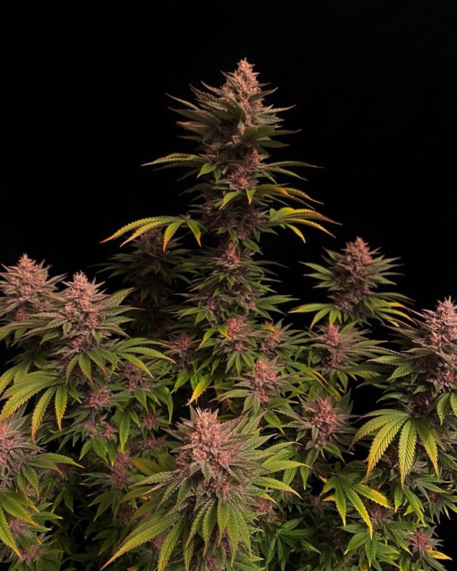 Fast Buds Cannabis Seeds Purple Lemonade FF