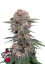 Fast Buds Sjemenke konoplje Cherry Cola Auto