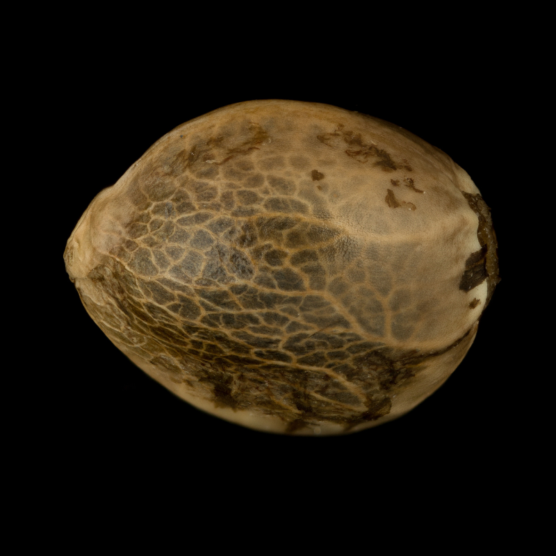 Silent Seeds Seminte exotice de canabis Cookielato feminizate