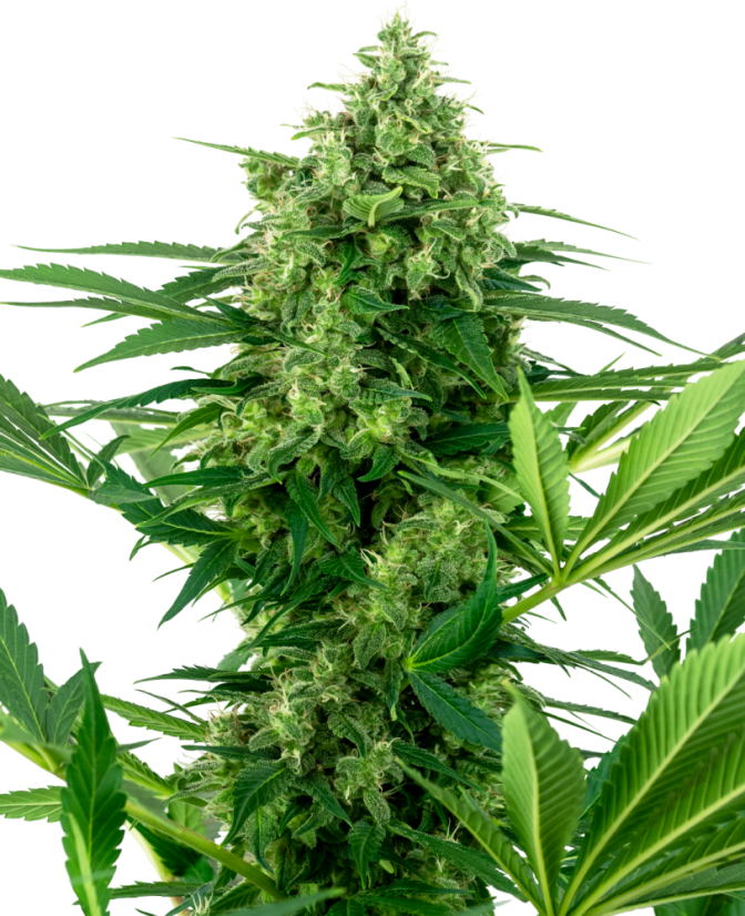 Sensi Seeds Seminte de canabis Banana Frosting Feminizate, 3-10 buc