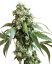 Sensi Seeds Semințe de canabis Jack Flash® Regular, 10 buc