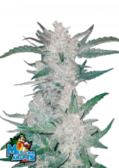 Fast Buds Насіння канабісу Mexican Airlines Auto