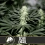 Blimburn Seeds Cannabis Seeds Sour Diesel Nőiesített