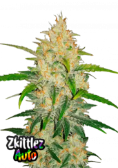 Fast Buds Sjemenke konoplje Zkittlez Auto