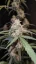 Semințe de Cannabis Fast Buds AK Auto