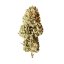 Royal Queen Seeds Semi di cannabis Royal AK Auto