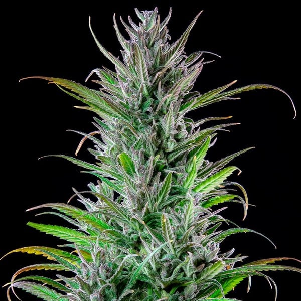 Royal Queen Seeds Seminte de canabis Northern Light feminizate