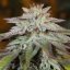 Silent Seeds Seminte de canabis LA Vanilla Cake Auto Feminizate
