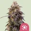 Royal Queen Seeds Sjemenke kanabisa Sticky Queen feminizirane