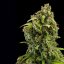 Royal Queen Seeds Seminte de canabis Diesel Auto