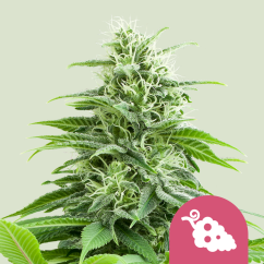 Royal Queen Seeds Sjemenke konoplje Fruit Spirit Feminized