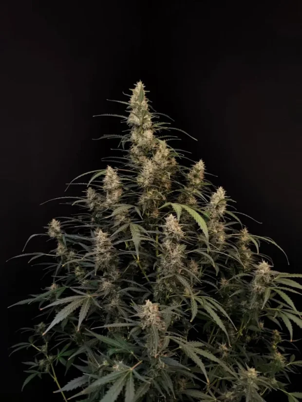 Fast Buds Sjemenke konoplje Amnesia Haze Auto