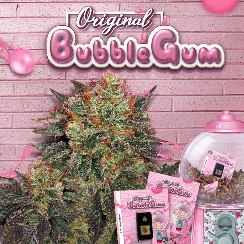 T.H.Seeds™ Cannabisfrø Bubblegum, 6+1 specialpakke, feminiseret