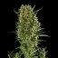 Royal Queen Seeds Semillas de cannabis Royal Critical Auto