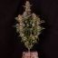 Doctor´s Choice Graines Chronic Fast F1 BX Régulières