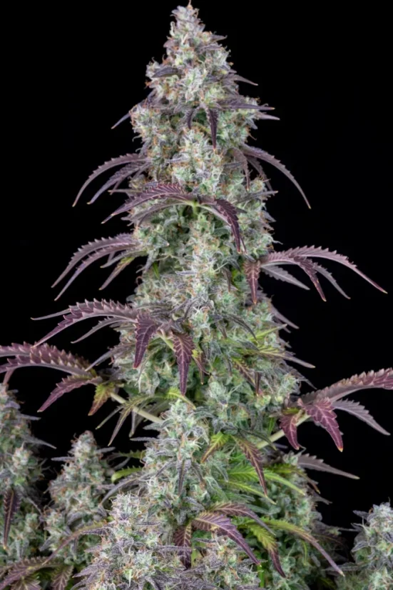 Fast Buds Sjemenke kanabisa Limunska pita Auto