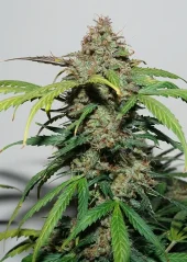 Dutch Passion Seminte de canabis Auto Kerosene Krash® Autoflowering