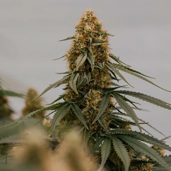 Royal Queen Seeds Semillas de cannabis Gaia F1 Auto
