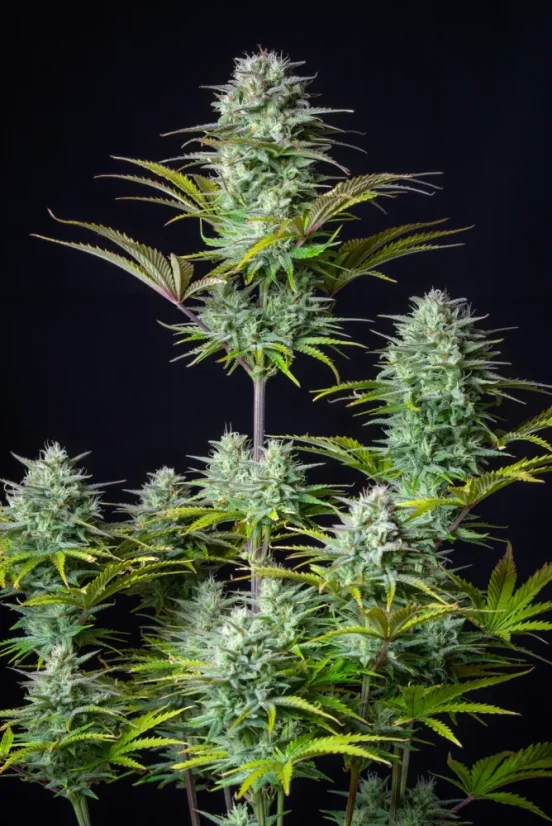 Fast Buds Sjemenke konoplje Košer kolač Auto
