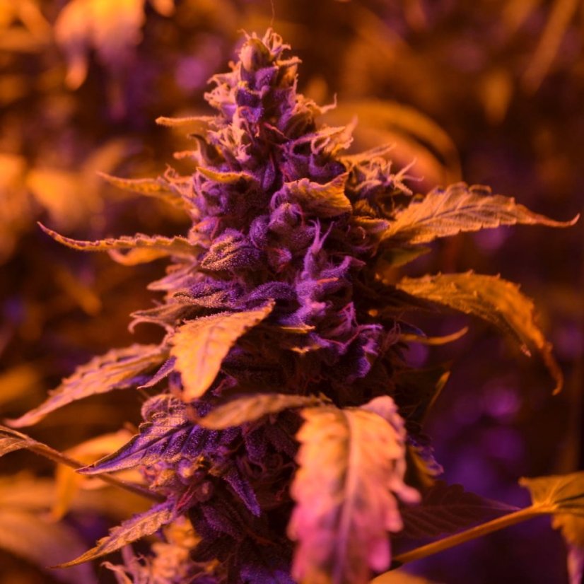 Doctor´s Choice Seeds Doctor´s Choice #1 Auto Feminized