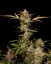 Fast Buds Sjemenke konoplje Ztrawberriez Auto