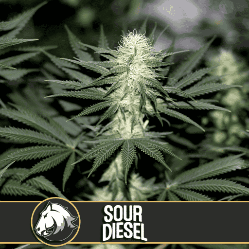 Blimburn Seeds Cannabis Seeds Sour Diesel Nőiesített