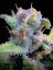 Fast Buds Cannabis Seeds Gorilla Punch Auto