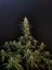 Fast Buds Sjemenke konoplje Sour Diesel Auto