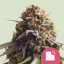 Royal Queen Seeds Graines de cannabis Biscotti féminisées
