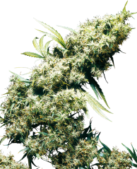 Sensi Seeds Cannabisfrön Jamaican Pearl® Regular, 10 st