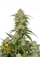 Fast Buds Semi di Cannabis Sour Jealousy Auto