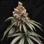 T.H.Seeds™ Seminte de canabis Mona Lisa, pachet special 6+1, feminizate