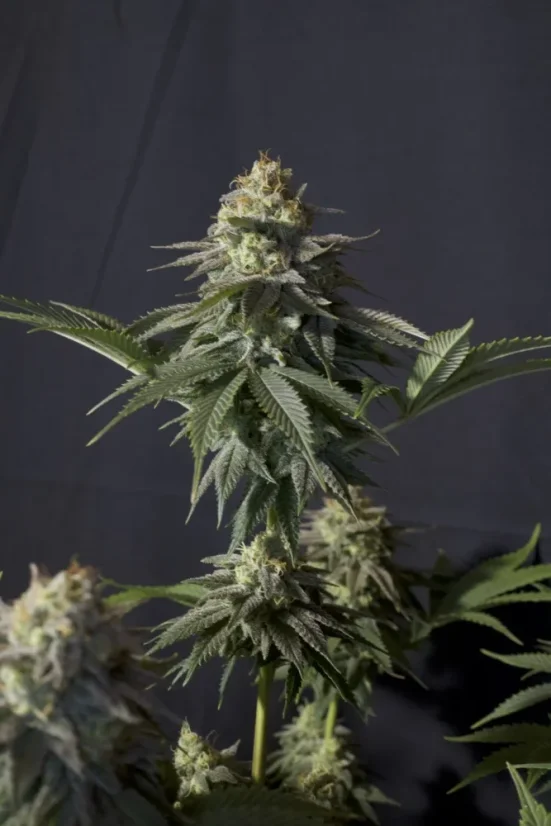 Fast Buds Sjemenke kanabisa Narančasti šerbet FF