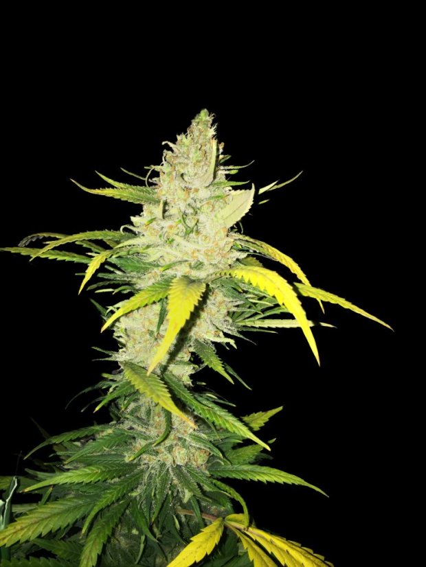 T.H.Seeds™ Semințe de canabis La SAGE™, pachet 5+1, feminizate