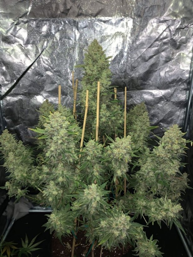 Fast Buds sjemenke konoplje OG Kush Auto