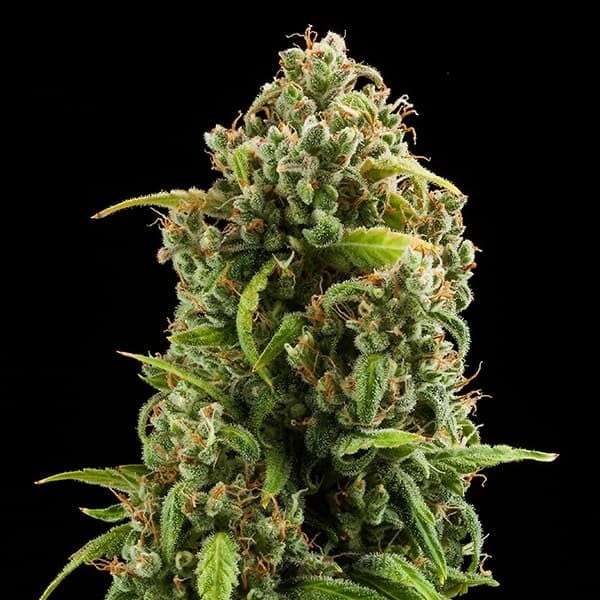Royal Queen Seeds Seminte de canabis Diesel Auto