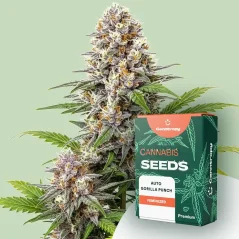 Canntropy Seeds Auto Gorilla Punch (Autoflowering)