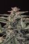 Fast Buds Sjemenke konoplje White Widow Auto
