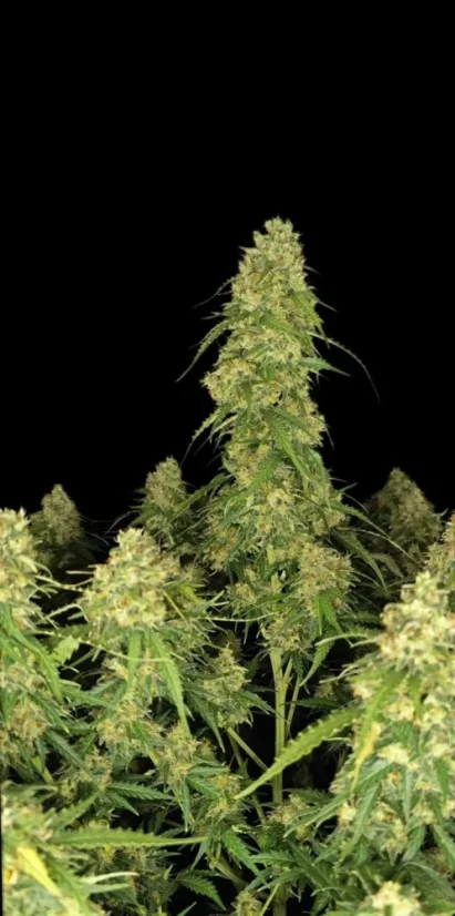 Fast Buds Cannabis Seeds Sour Jealousy Auto