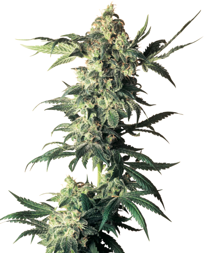 Sensi Seeds Semințe de canabis Northern Lights feminizate de White Label, 3-10 buc.